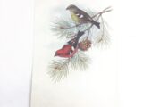 Planche ornithologique
