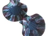 Paire de coquilles